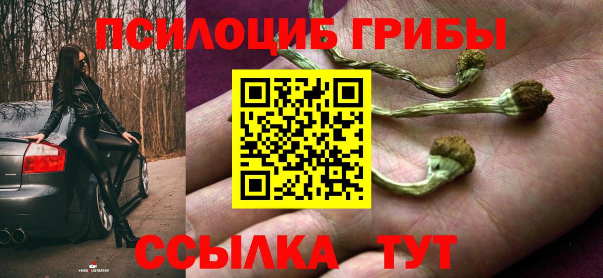 где можно купить   Вход с VPN  Тамбов  Галлюциногенные грибы прущие грибы 